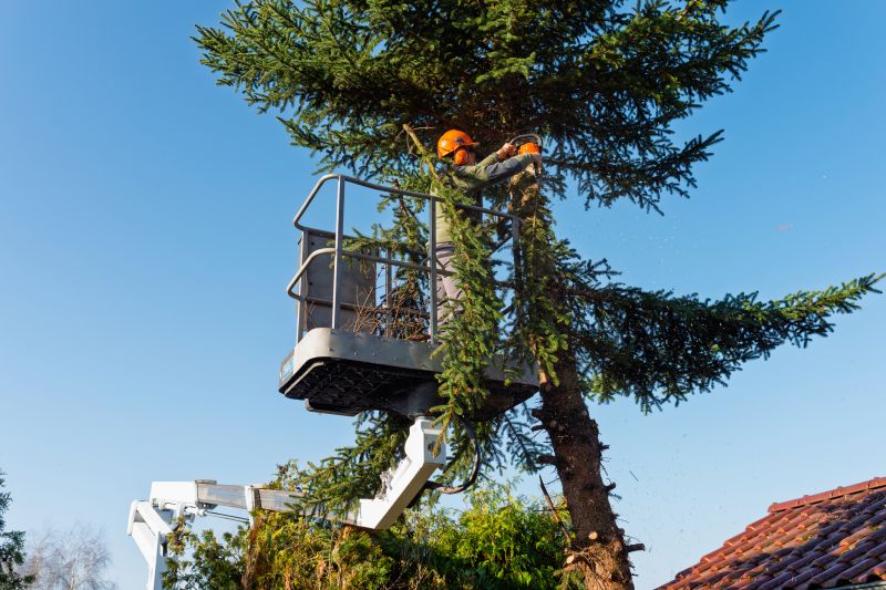 Cedar Tree Pruning