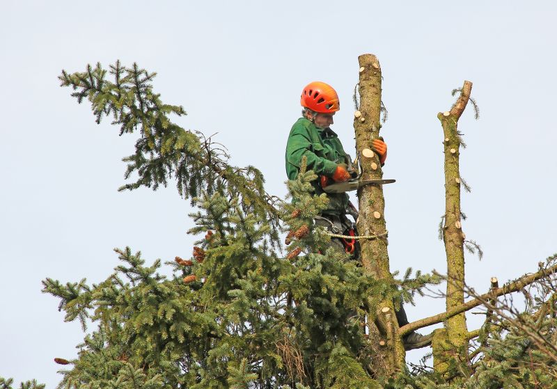 Cedar Tree Pruning