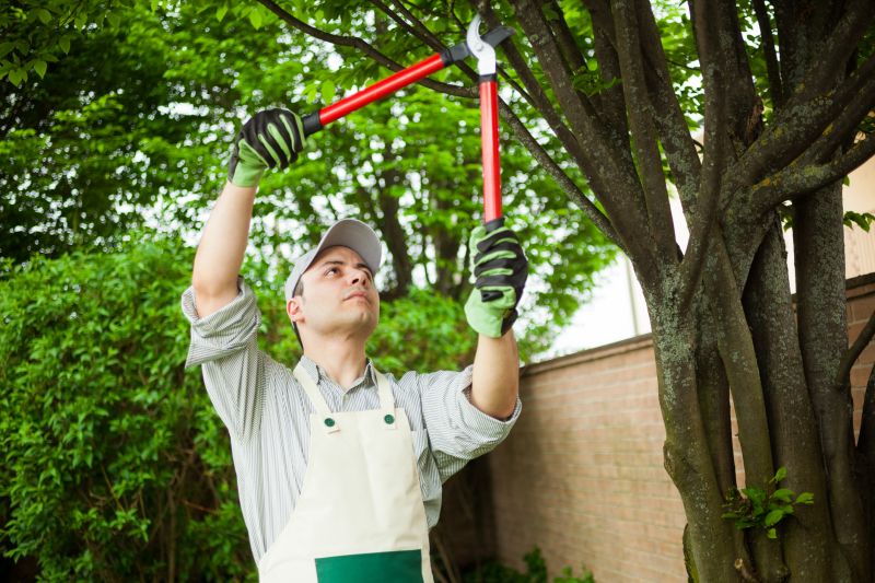 Cedar Tree Pruning