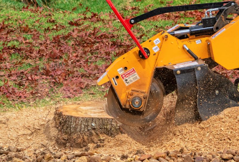 Bamboo Stump Removal in Calvert County, MD