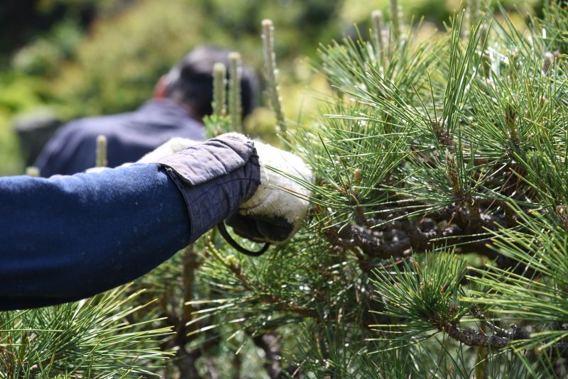 Branches Pruning in Aiken, SC