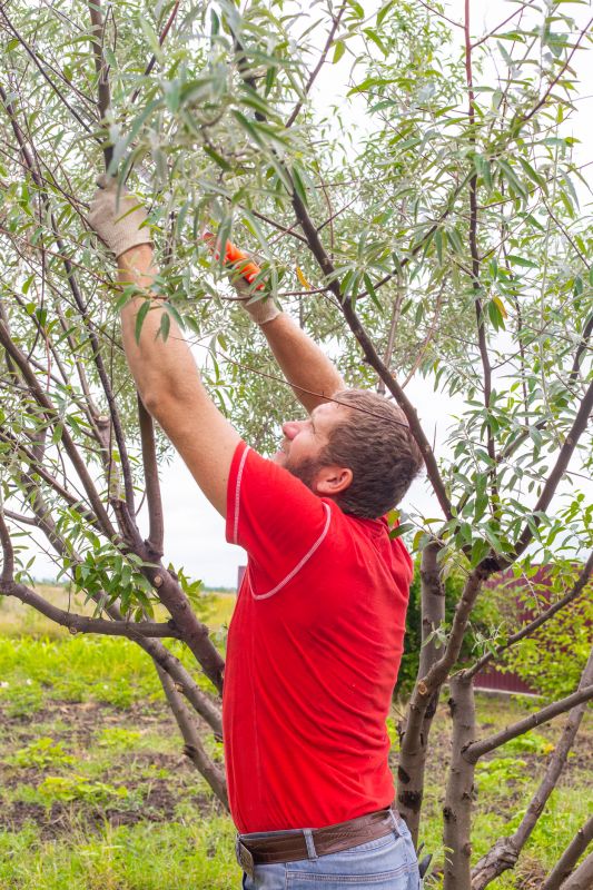 Summer Pruning