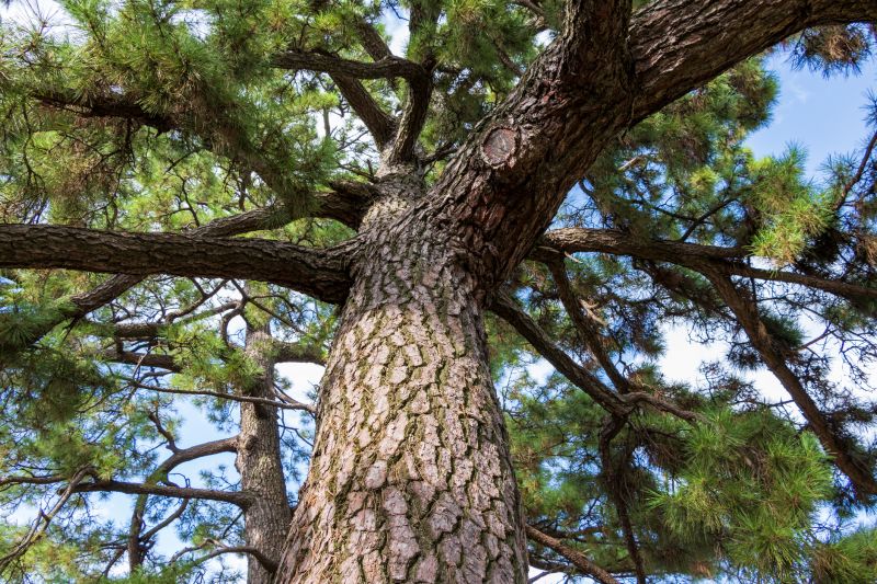 Cedar Foliage Close-up