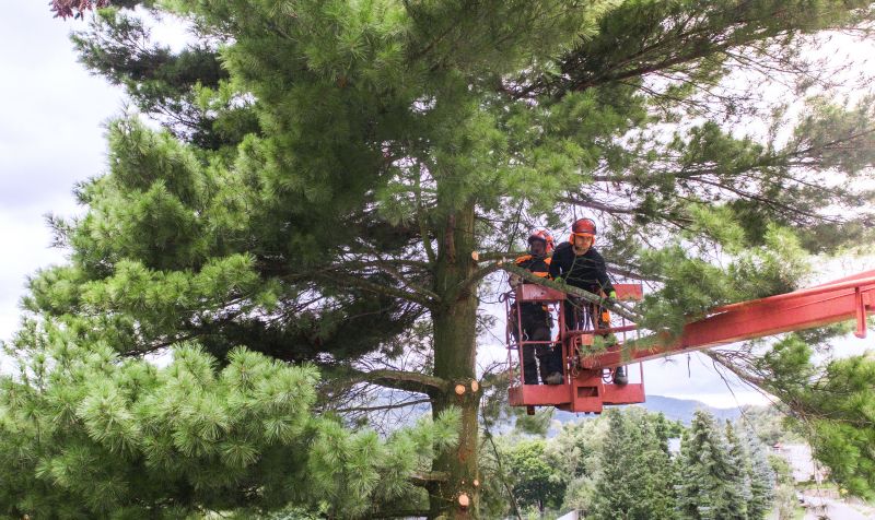 Cedar Tree Pruning