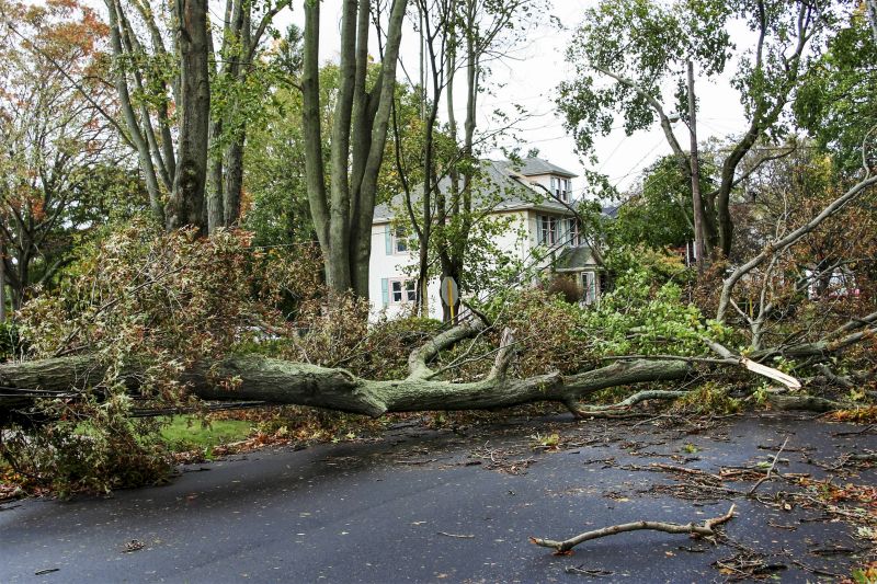 Fallen Tree on Sidewalk