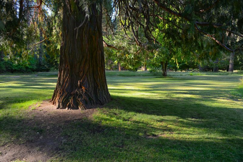 Enhance Cedar Tree Longevity