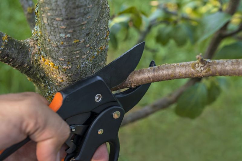 Contact About Cedar Tree Pruning